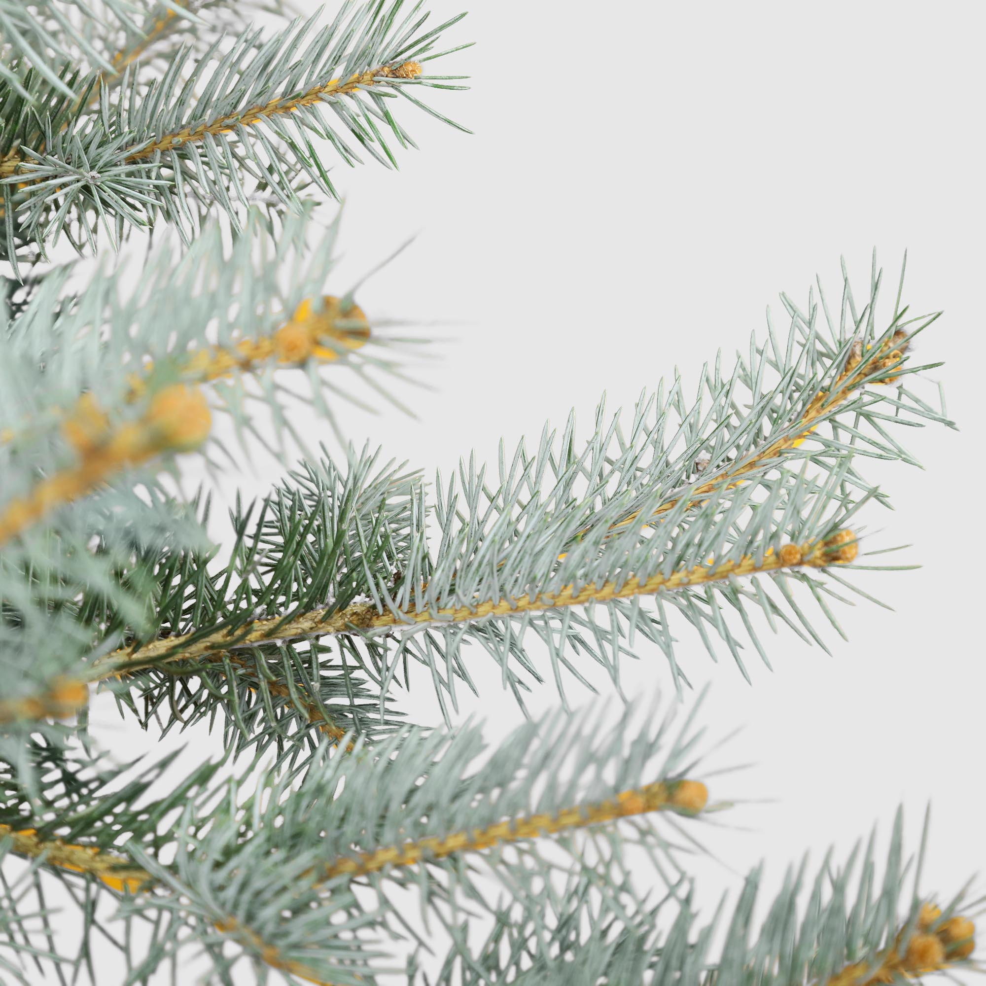 Ель Picea Pung Edith 38/100 см, цвет зеленый - фото 4
