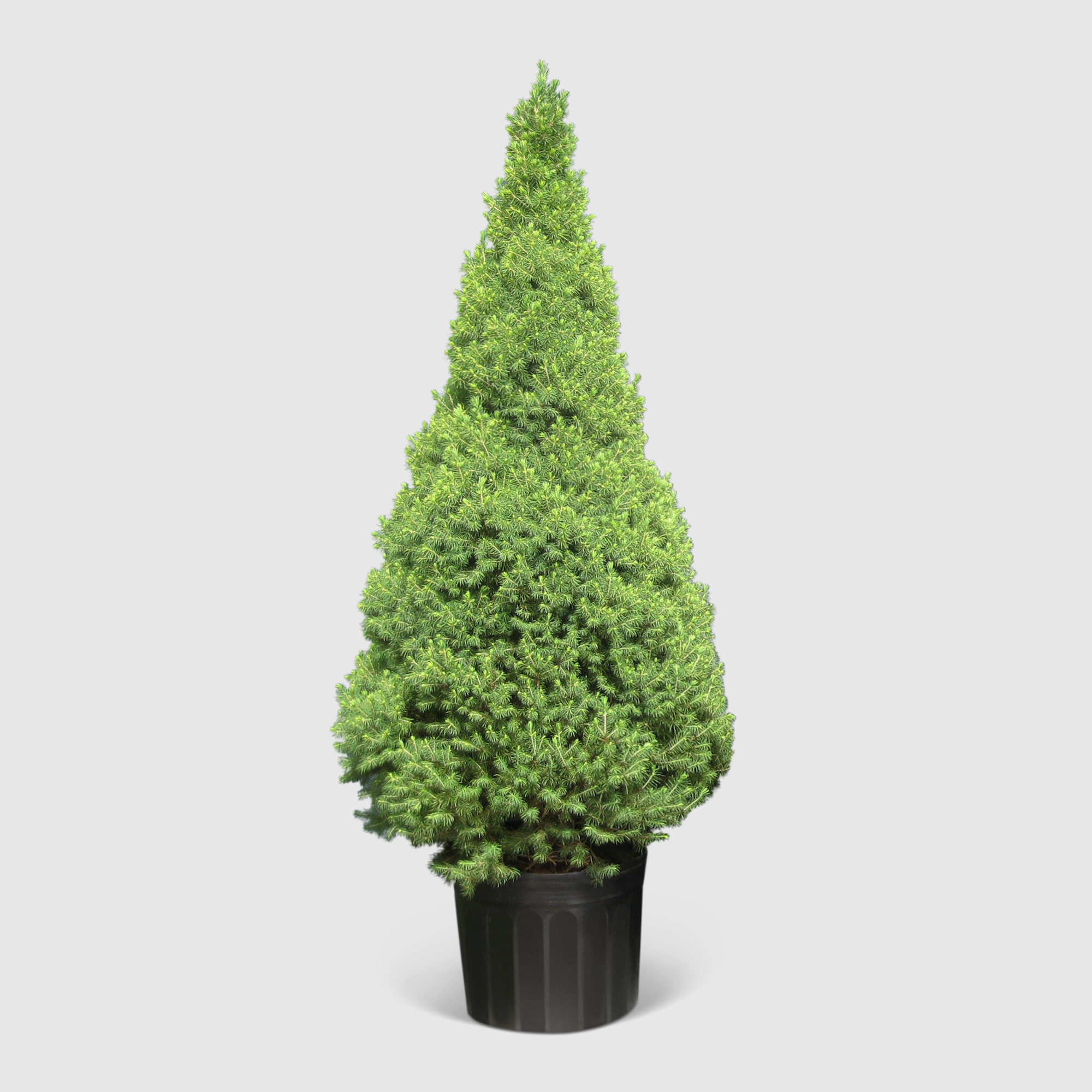 Ель Picea Glauca Conica 28/100 см, цвет зеленый