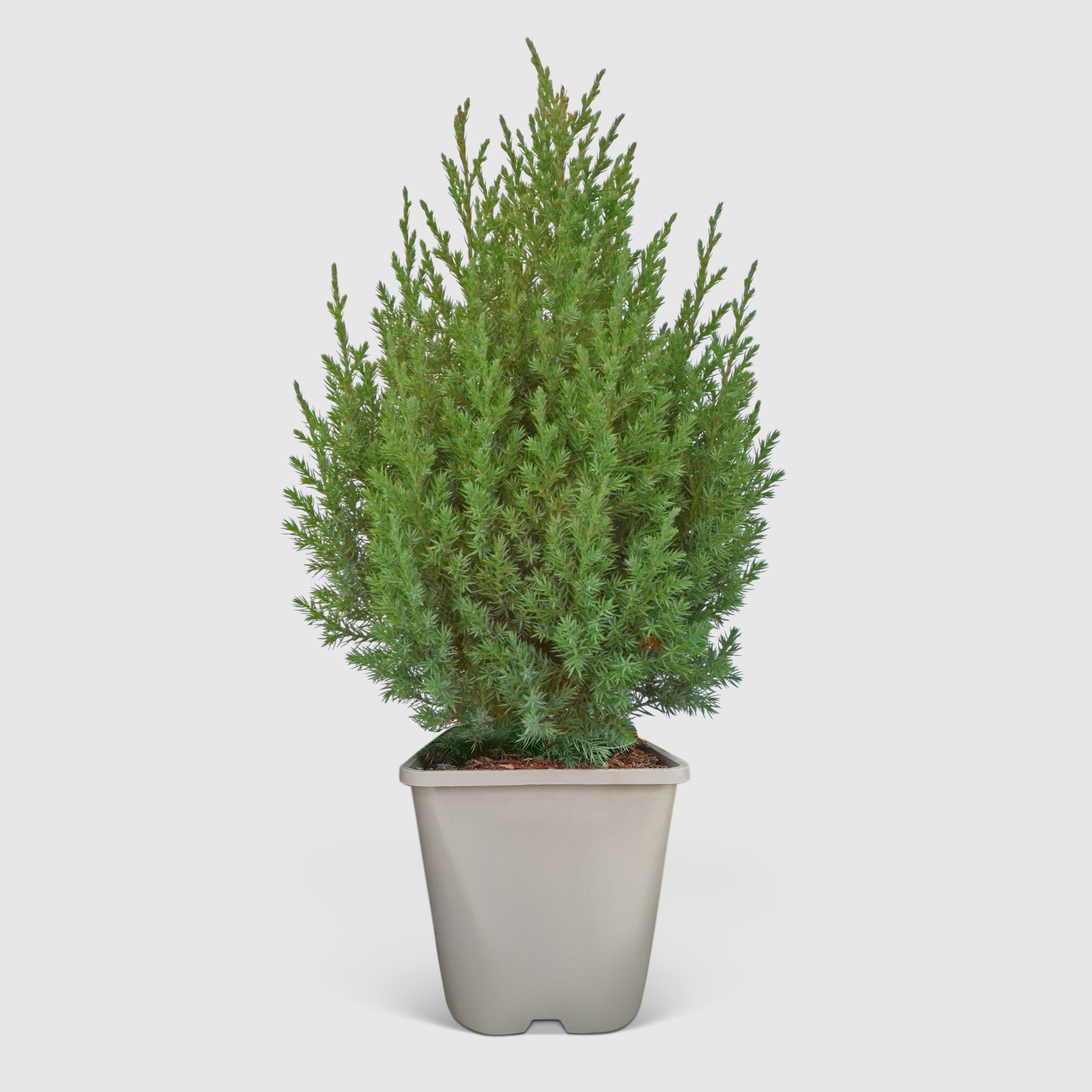 Можжевельник Juniperus Stricta 23/50 см, цвет зеленый - фото 1