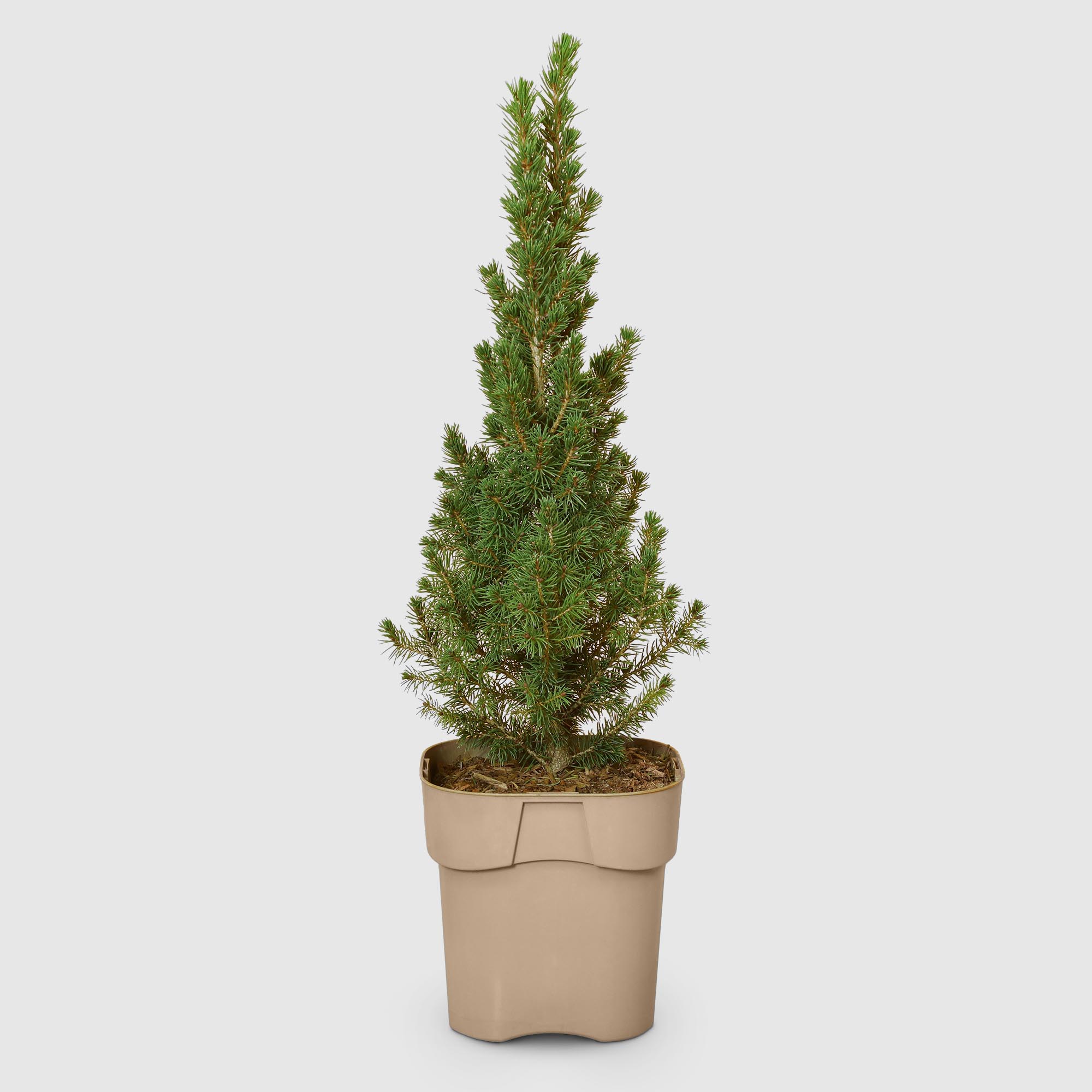 Ель Picea Glauca Conica 17/30 см, цвет зеленый