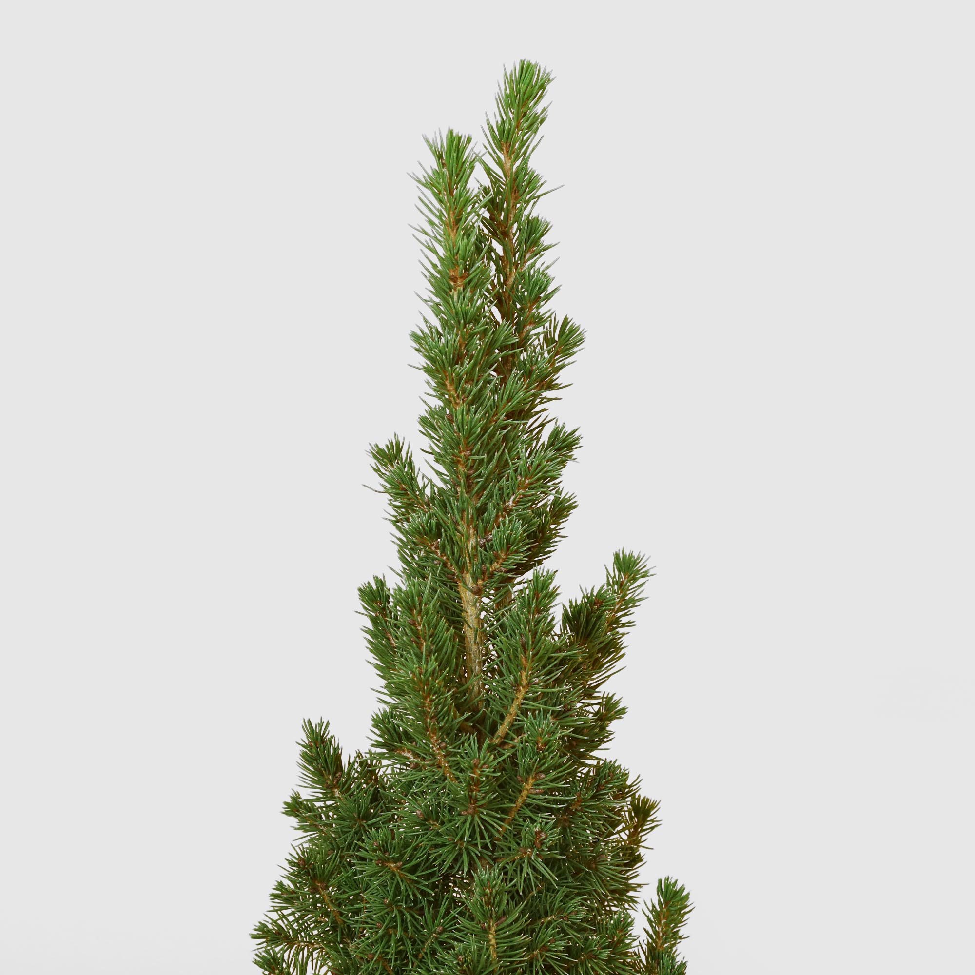 Ель Picea Glauca Conica 17/30 см, цвет зеленый - фото 2