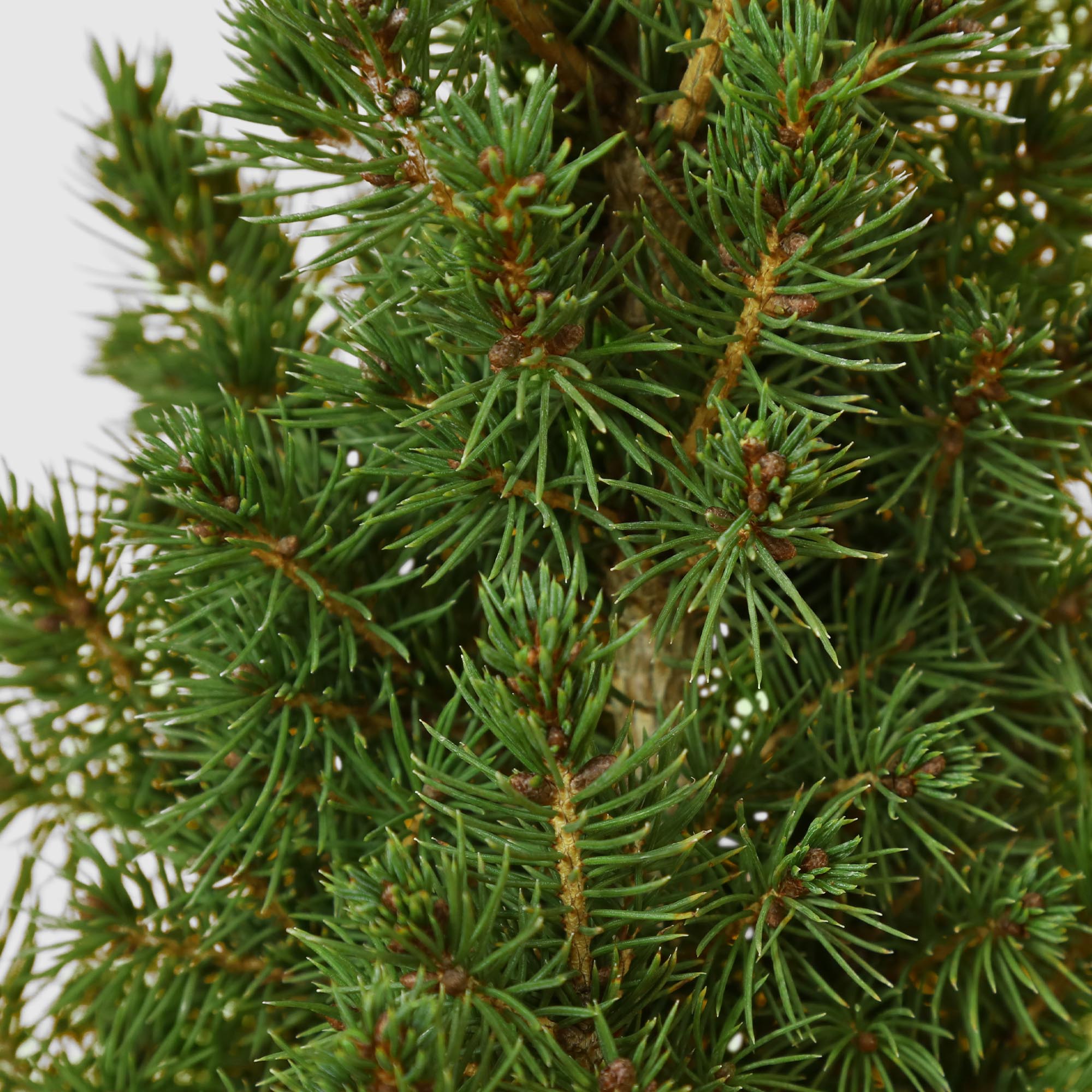 Ель Picea Glauca Conica 17/30 см, цвет зеленый - фото 3