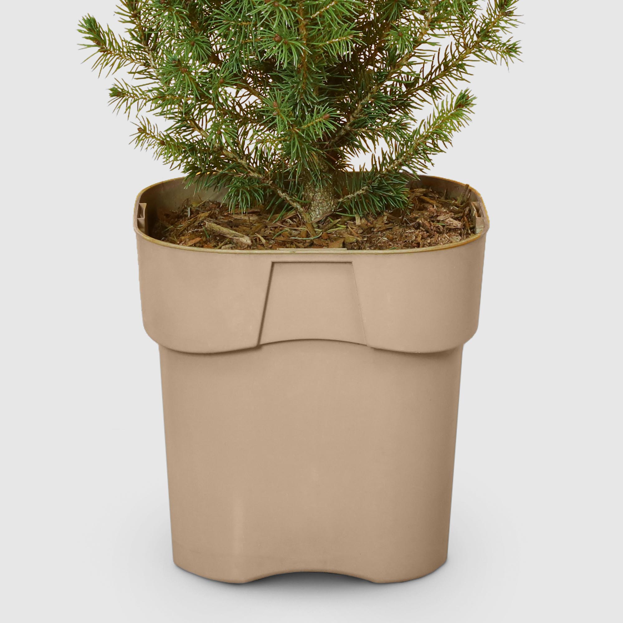 Ель Picea Glauca Conica 17/30 см, цвет зеленый - фото 5