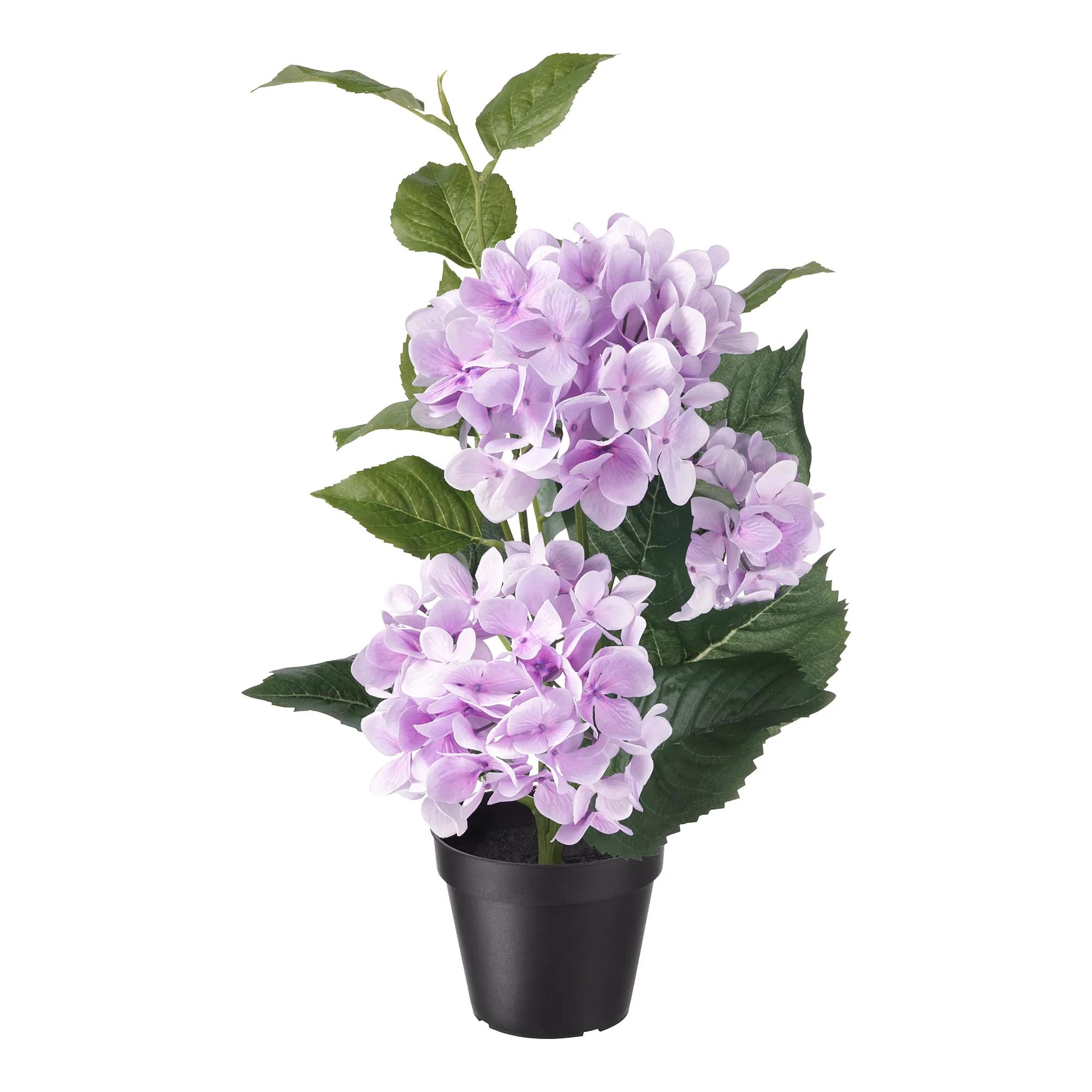 фото Гортензия orangery hydrangea mac early pink 23/45