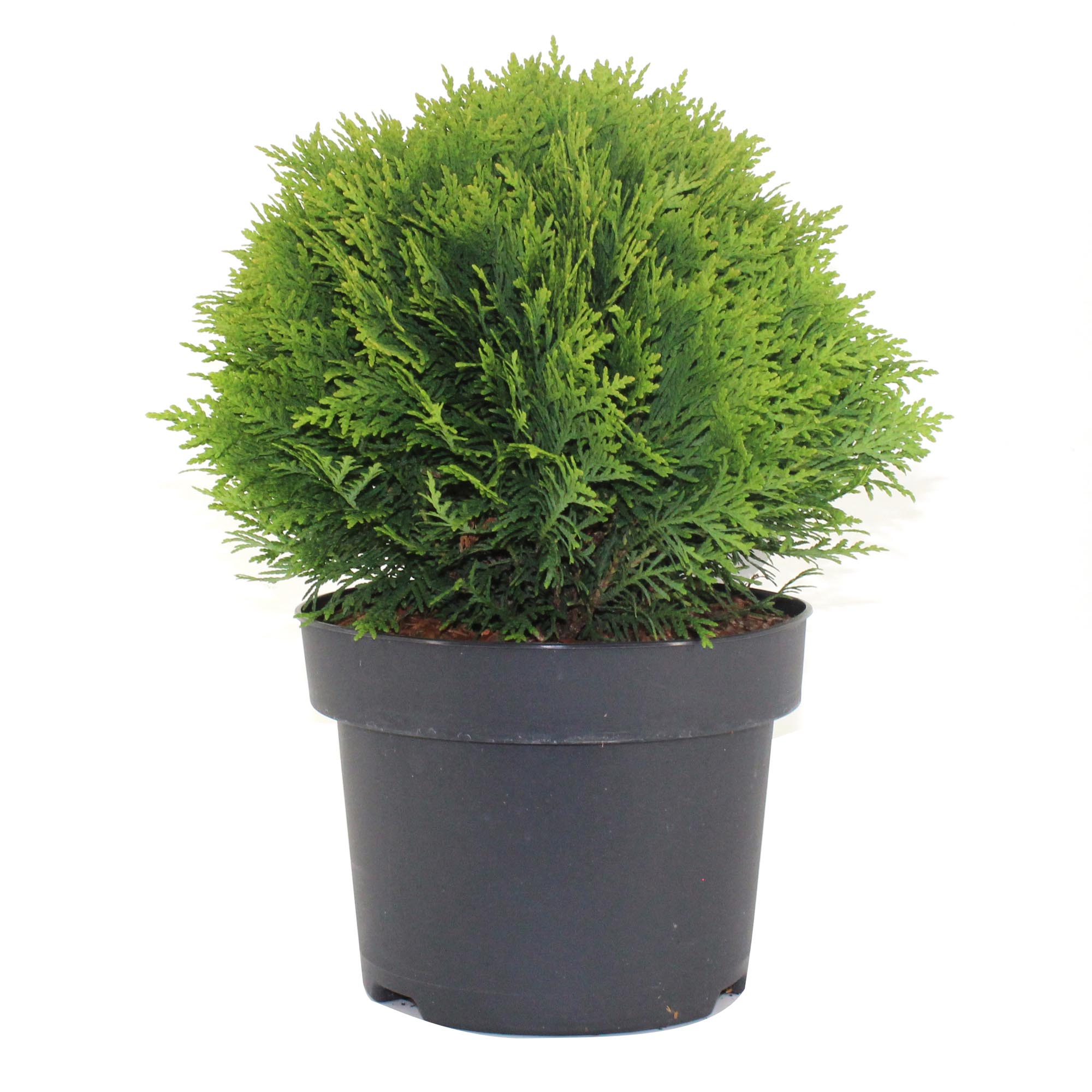 фото Туя orangery thuja danica 10l 40-50см