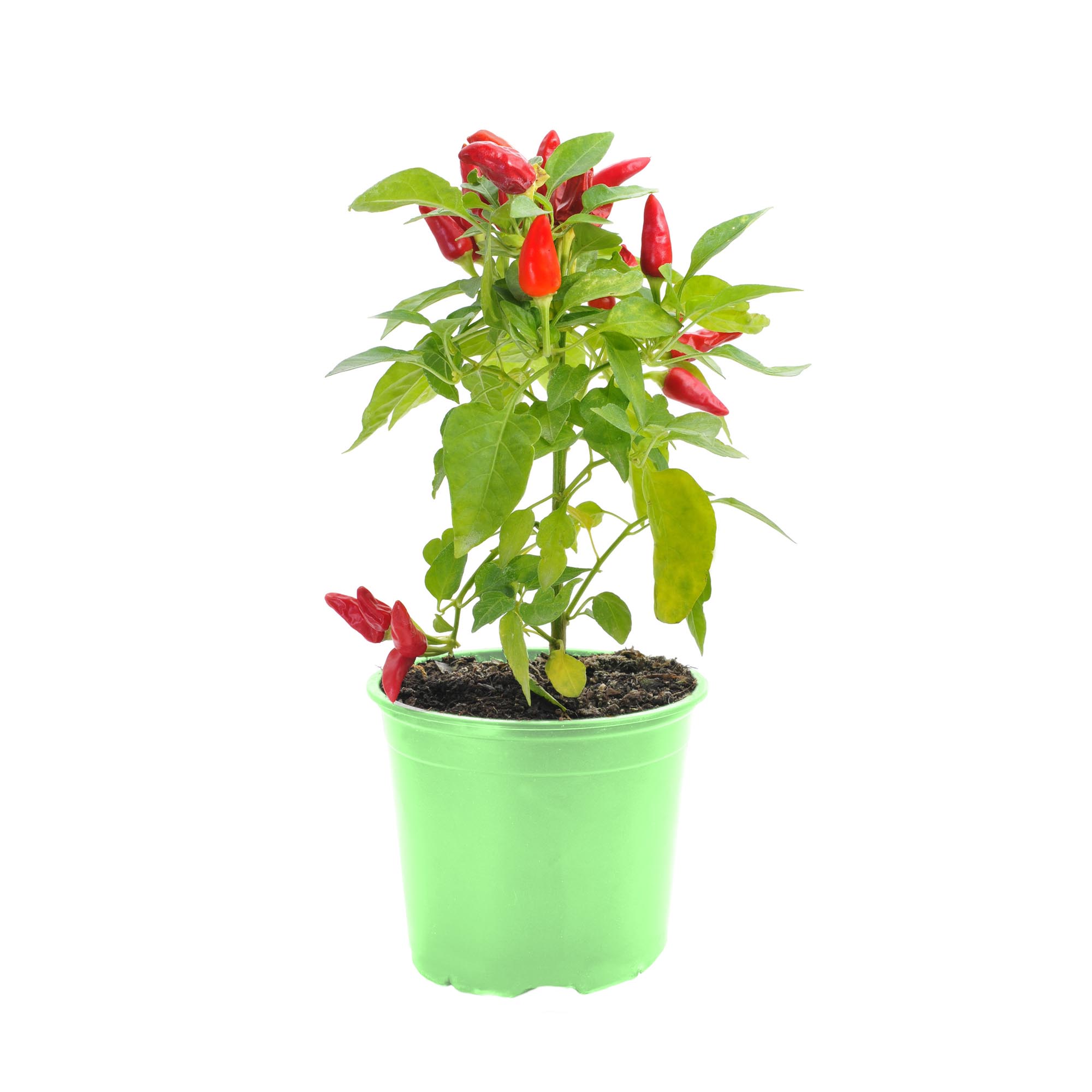 

Пряные травы Orangery перец чили 12/20