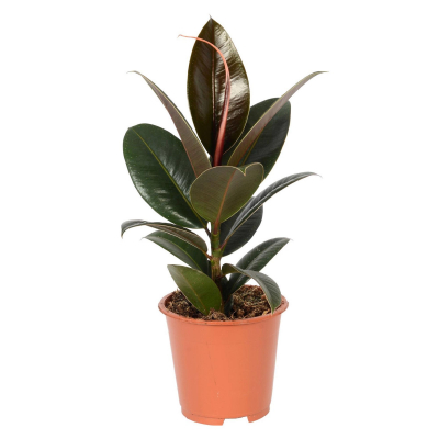 Изображение товара Фикус Orangery ficus elast.robusta 17/55