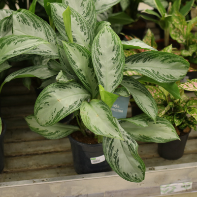 Изображение товара Аглаонема aglaonema silver bay 17/40