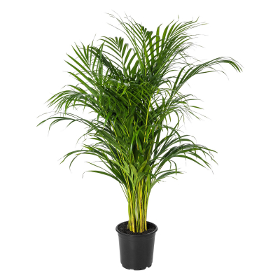 Изображение товара Дипсис Orangery (Dypsis lutescens) 24 см в горшке, 150 см высота Изображение товара Дипсис Orangery (Dypsis lutescens) 24 см в горшке, 150 см высота