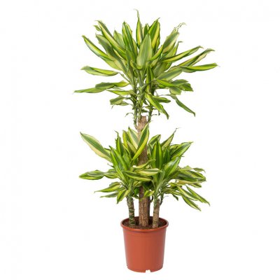 Изображение товара Драцена Orangery drac.fr.goldencoast 11/50