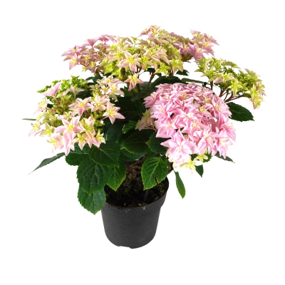 Изображение товара Гортензия Orangery hydrangea macr. Mix 23/45 - яркое цветущее растение для сада и дома