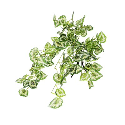 Изображение товара Бегония Конэко-О ампельная 80 см - живой цветок для дома и сада