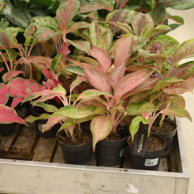 Изображение товара Аглаонема aglaonema tango pink 19/50