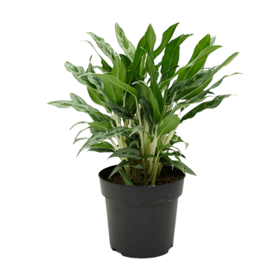 Изображение товара Аглаонема Orangery aglaonema greyhound 12/40 - комнатное красивое растение для интерьера