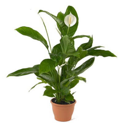 Изображение товара Спатифиллум Orangery spathiph. Sweet silvio 14/65