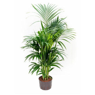 Изображение товара Комнатная пальма Ховея Orangery howea fosteriana - неприхотливое растение высокого качества