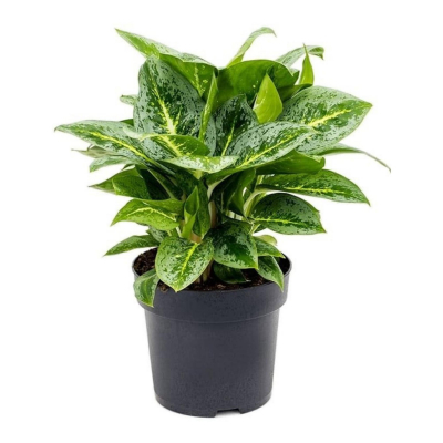 Изображение товара Аглаонема Orangery lemon mint 19/45 - декоративное цветущее растение для интерьера