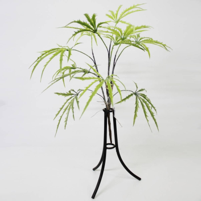 Изображение товара Дизиготека куст Конэко-О 60 см