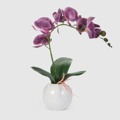 Изображение товара Орхидея Конэко-О в белом кашпо высотой 40 см