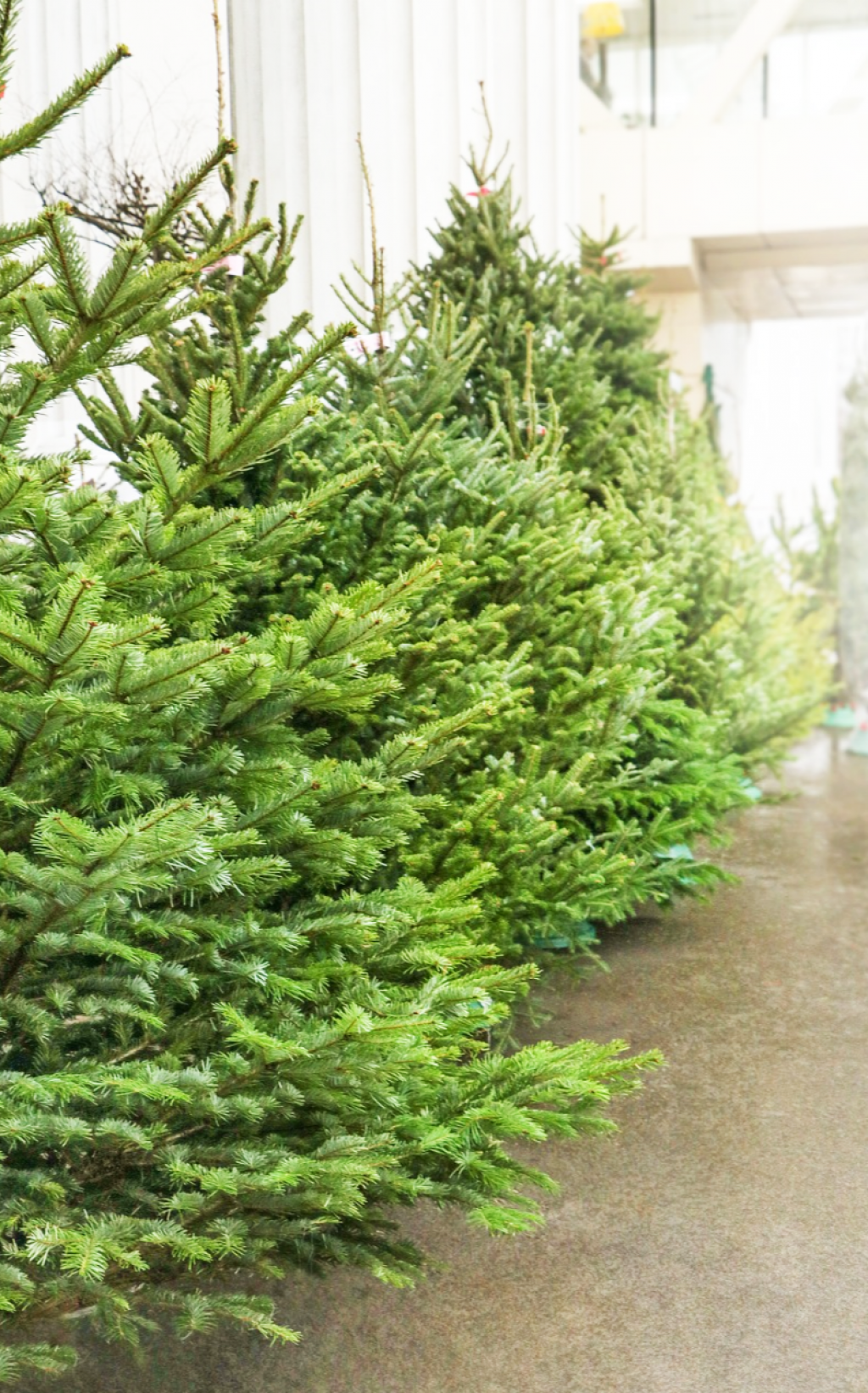 Ёлочный базар!