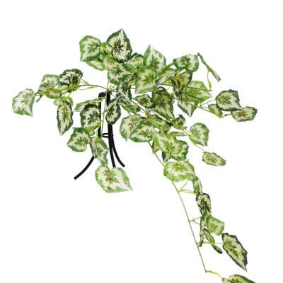 Изображение товара Бегония Конэко-О ампельная, зелёная 80 см - Цветок для дома