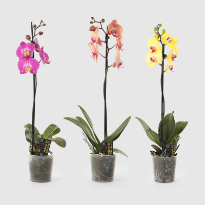 Изображение товара Фаленопсис орхидея Orangery phal Mix 12/55 1pp