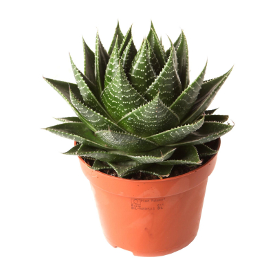 Изображение товара Алоэ Orangery aloe cosmo 8.5/15