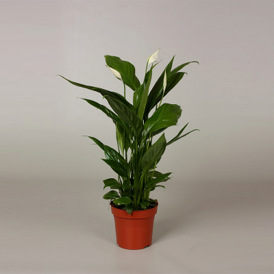 Изображение товара Спатифиллум Orangery spathiph.alana 12/40