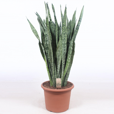 Изображение товара Сансевиерия Orangery Zeylanica14/50 - неприхотливое комнатное растение для дома и офиса