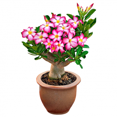 Изображение товара Адениум Orangery adenium 14/25