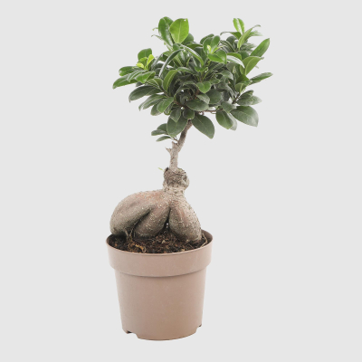 Изображение товара Фикус Orangery ficus ginseng 14/40fp