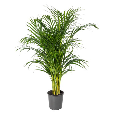 Изображение товара Дипсис Orangery dypsis lutesc 19/110