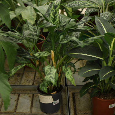 Изображение товара Комнатное растение Аглаонема Cocomelon 19/60 - миниатюрная и неприхотливая