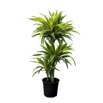 Изображение товара Драцена Orangery Ulises 24/150 - пестрая листва, светолюбивое растение