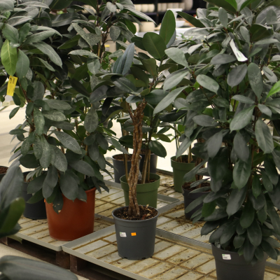 Изображение товара Фикус ficus elast.burgundy 27/130 gevl