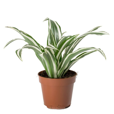 Изображение товара Драцена Orangery Der.white jewel 12/25 эффектное комнатное растение Изображение товара Драцена Orangery Der.white jewel 12/25 эффектное комнатное растение