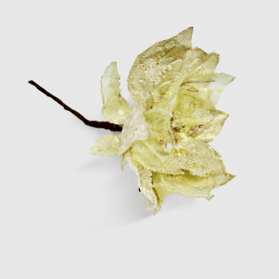 Изображение товара Пуансетия Конэко-О декоративная белая 20 см - комнатное растение для украшения интерьера