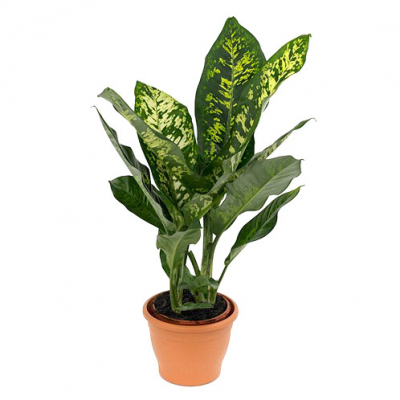 Изображение товара Диффенбахия Orangery dieffenb seg. Crown 24/90