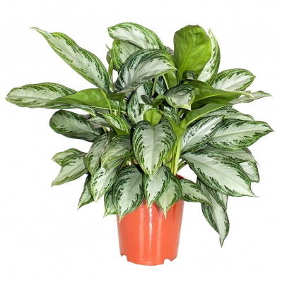 Изображение товара Аглаонема Orangery aglaonema silver bay 17/60