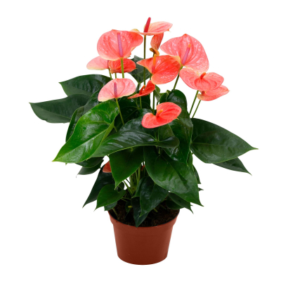 Изображение товара Антуриум Orangery anth. Andr.red bull 17/60 цветущее растение для дома Изображение товара Антуриум Orangery anth. Andr.red bull 17/60 цветущее растение для дома