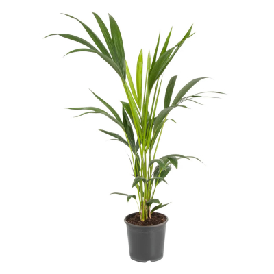 Изображение товара Ховея Orangery howea fosteriana 19/110 - теневыносливое комнатное растение