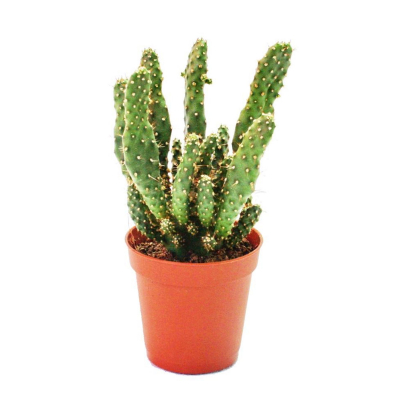 Изображение товара Кактус Orangery cactus mix 8.5/12