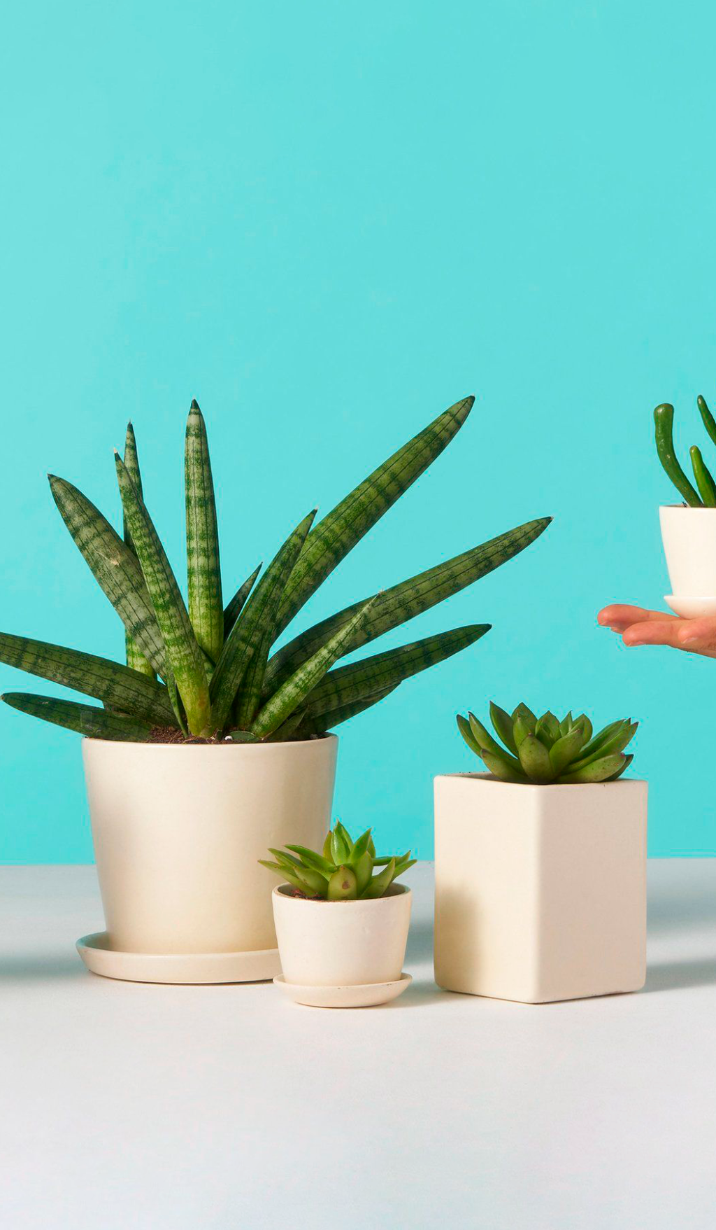 Скидки до 25% на стильные кашпо! 