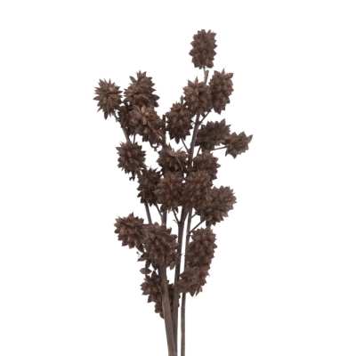 Изображение товара Сухоцветы Donna Flor солодка шоколадный 3 ветки 60 см