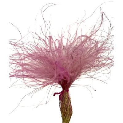 Изображение товара Сухоцвет Donna Flor стифа ковыль 25 г кремово-розовый, 40 см декоративное растение