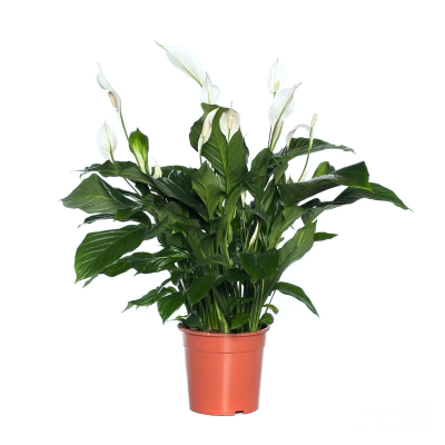 Изображение товара Спатифиллум Orangery Sweet Lauretta, 110 см, горшок 24 см, Нидерланды