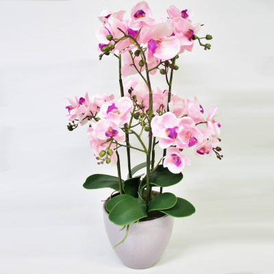 Изображение товара Орхидеи фаленопсис Конэко-О в кашпо 65 см