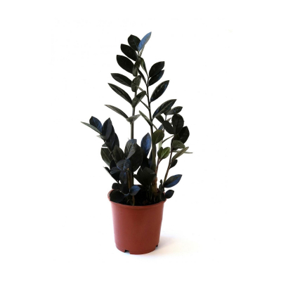 Изображение товара Замиокулкас Orangery zamioculc.raven 14/50