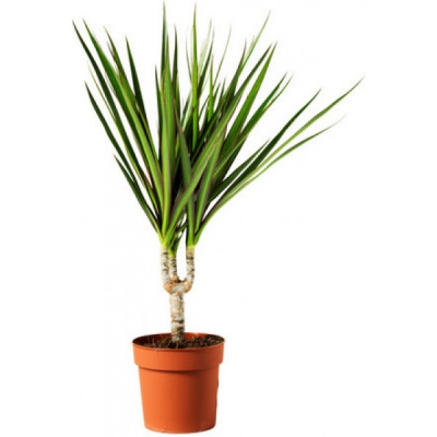 Изображение товара Драцена Orangery drac.fr. Compacta 12/25