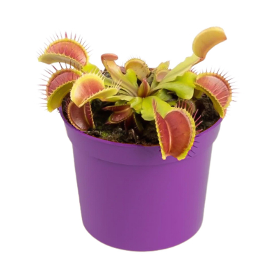 Изображение товара Дионея Orangery dionaea muscipula 9/15